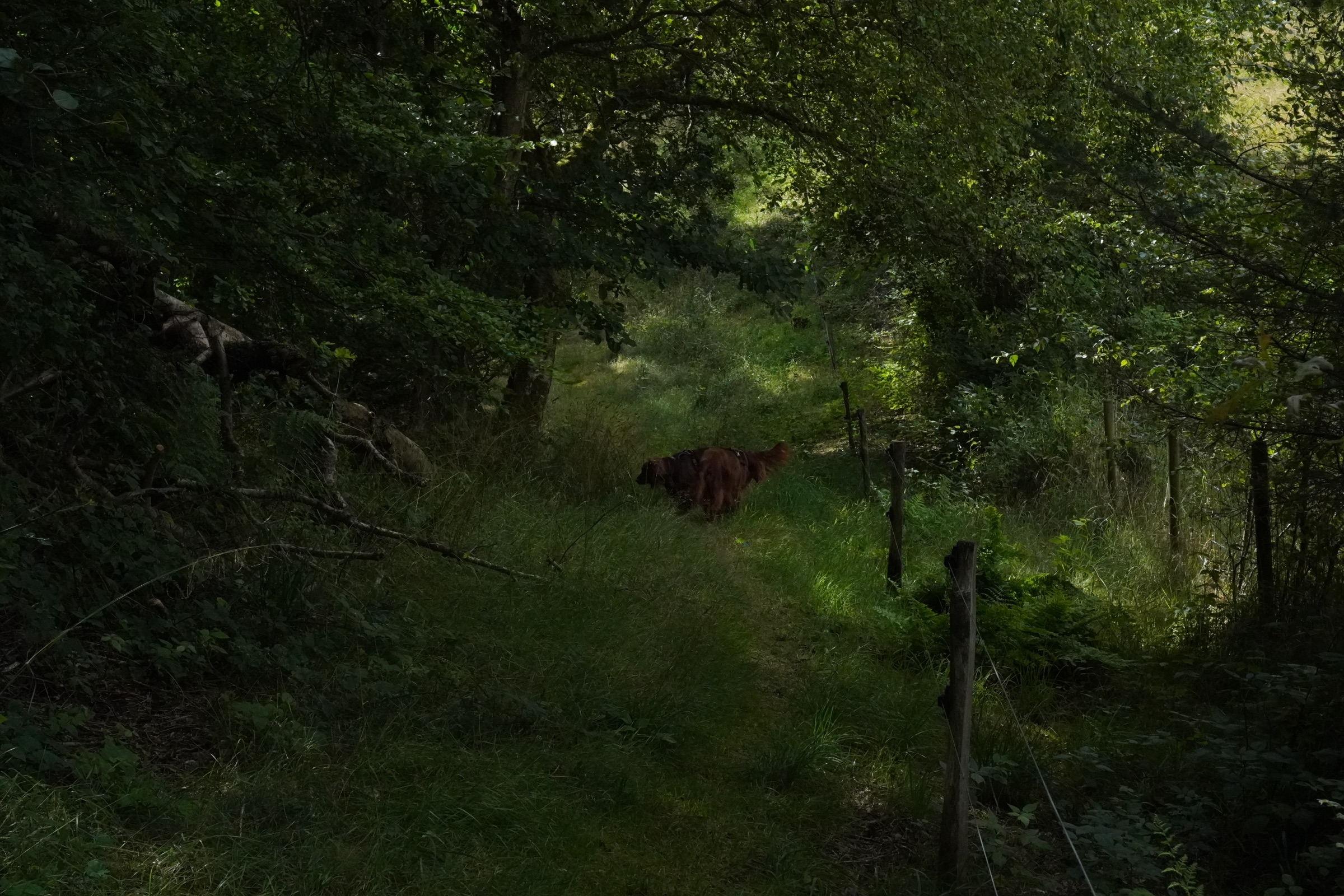 Fredelig skovsti med en hund på tur